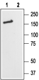 Western blot analysis of rat brain lysates: