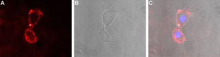 Expression of Glutamate receptor δ2 in rat PC12 cells