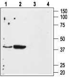 Western blot analysis of mouse kidney (lanes 1 and 3) and mouse heart (lanes 2 and 4) membranes: