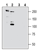 Western blot analysis of rat brain membranes (lanes 1 and 3) and mouse brain membranes (lanes 2 and 4):