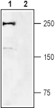 Western blot analysis of rat DRG lysates: