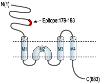 immunogen
