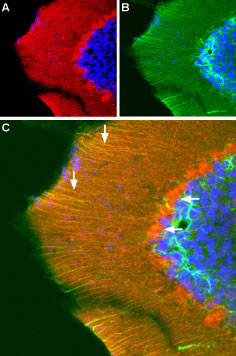 Expression of GRIA3 (GluR3) in mouse cerebellum