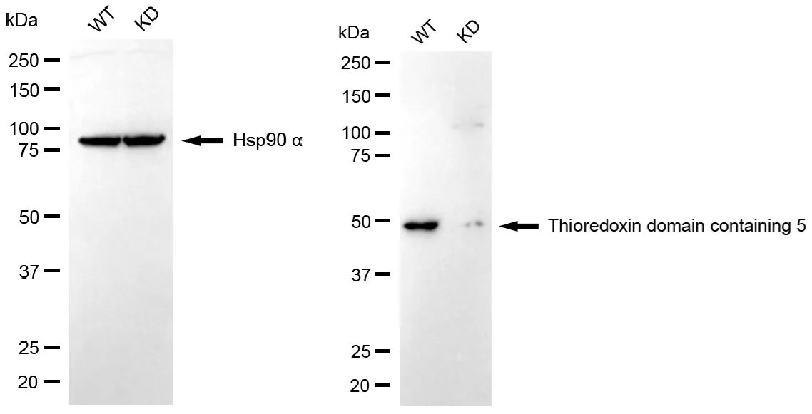 KVAb01706