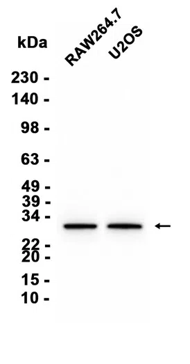 AMRe87307