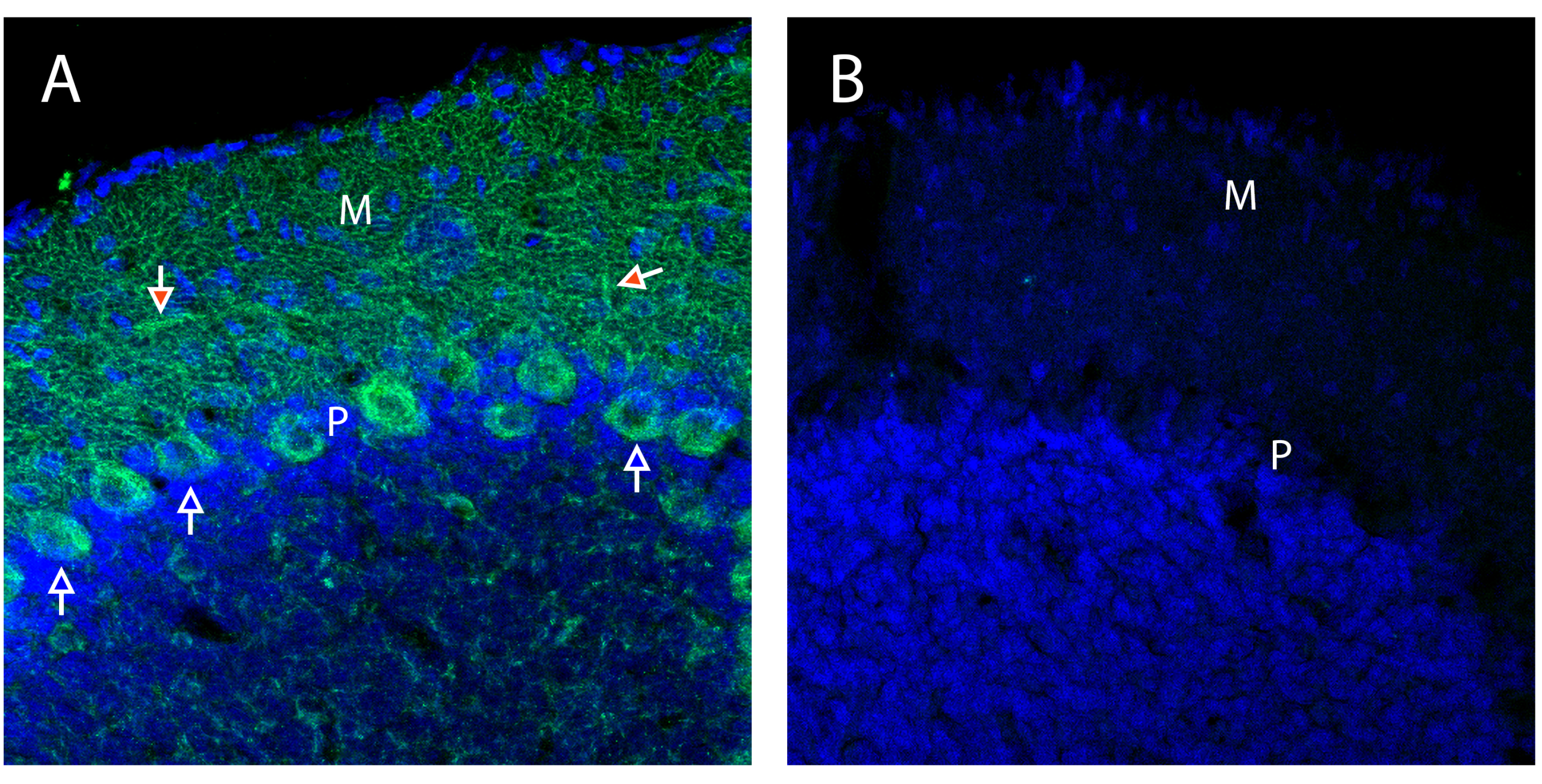 Neurexin 1α in rat cerebellum