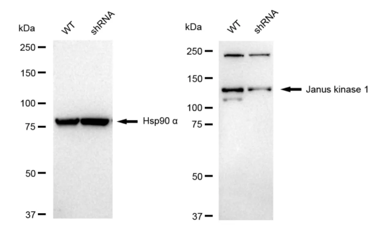 KVAb01735