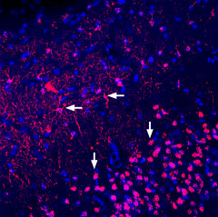 Expression of Adenosine A 2A Receptor in rat piriform cortex