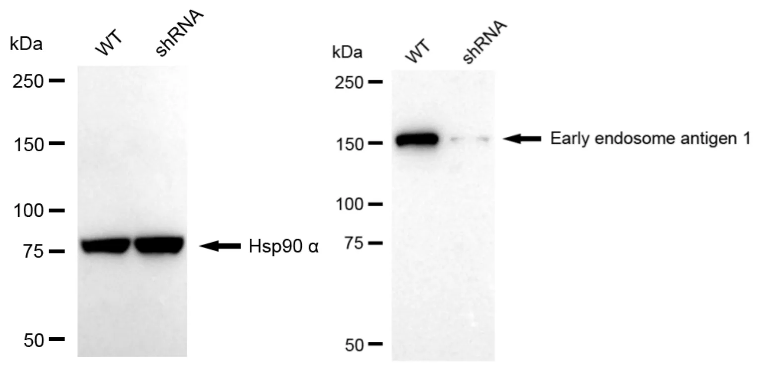KVAb01101