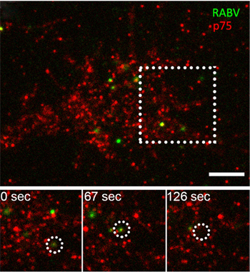 Co-localization of RABV with p75 NTR in DRG neuron tips.