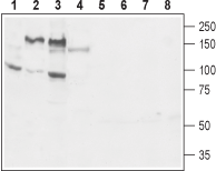Western blot analysis of mouse brain membrane (lanes 1 and 5), rat brain lysate (lanes 2 and 6), rat brain membrane (lanes 3 and 7) and rat uterus lysate (lanes 4 and 8):