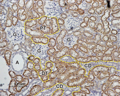 Expression of Angiotensin-(1-7) Mas Receptor in rat kidney