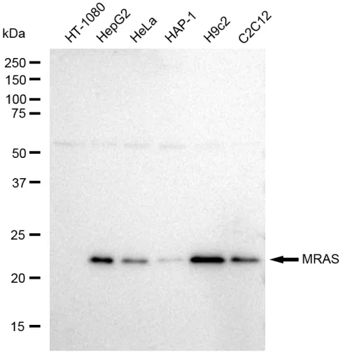 KVAb01752