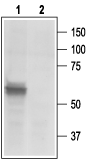 Western blot analysis of rat DRG lysates: