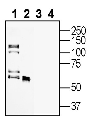 Western blot analysis of rat brain lysates (lanes 1 and 3) and rat spleen membranes (lanes 2 and 4):