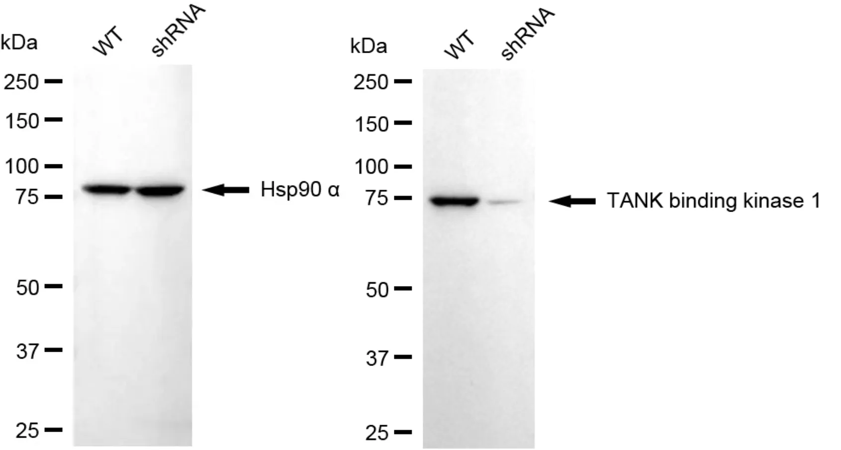 KVAb00757