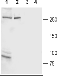 Western blot analysis of rat brain membrane (lanes 1 and 3) and rat basophilic leukemia (RBL) cell line lysate (lanes 2 and 4):