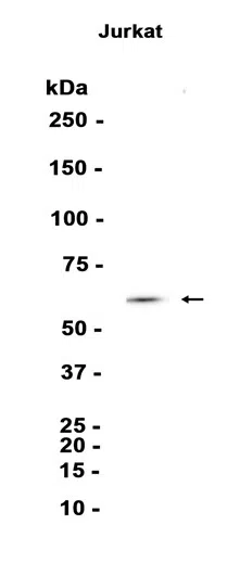 AMRe87202