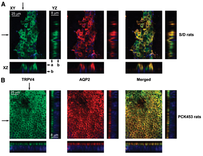 Multiplex staining of Aquaporin 2 and TRPV4 in rat kidney.