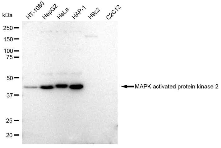 KVAb01507