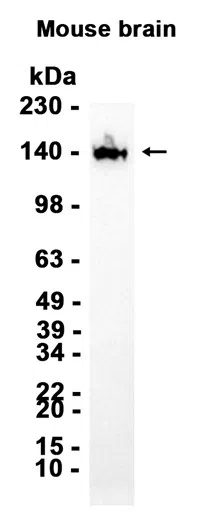 AMRe87201