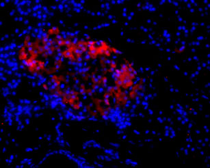 Expression of NMDAR2C in rat pancreas