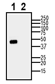 Western blot analysis of rat heart membranes: