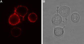 Expression of P2RX7 in rat RBL cells