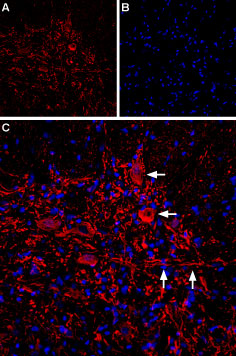 Expression of IP3R2 in rat spinal cord