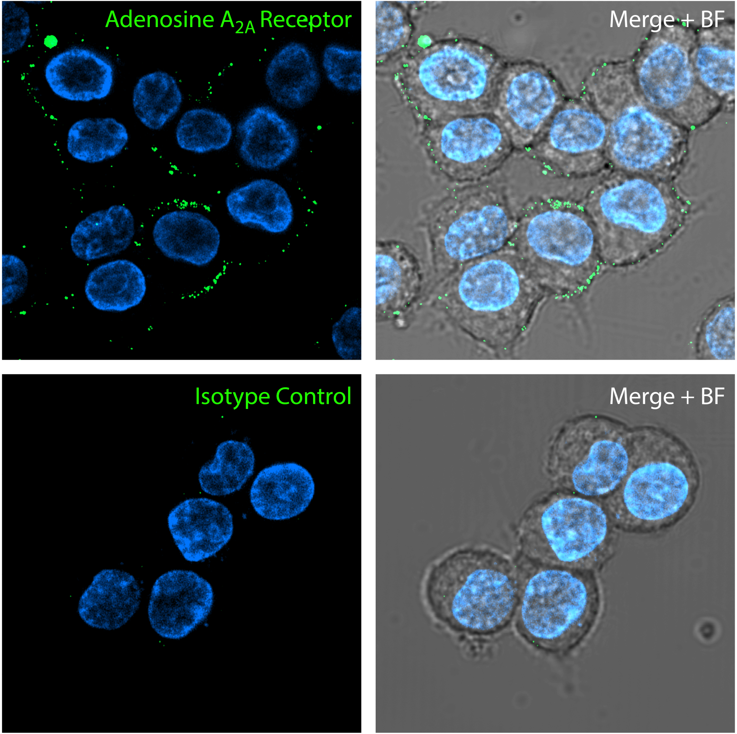 Detection of Adenosine A2A Receptor in rat PC12 cells