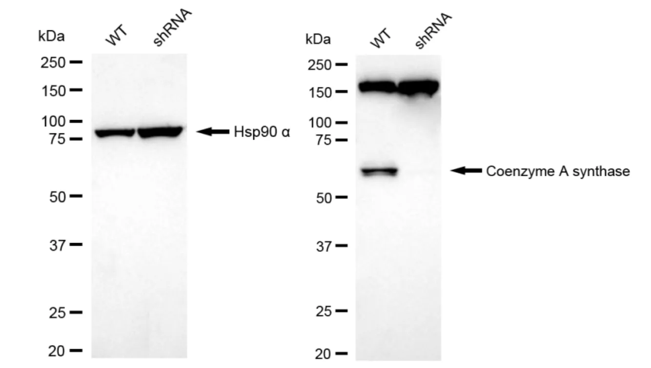 KVAb01644