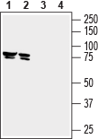 Western blot analysis of mouse brain lysate (lanes 1 and 3) and rat brain lysate (lanes 2 and 4):