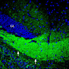 Expression of ASCT2 in mouse hippocampus