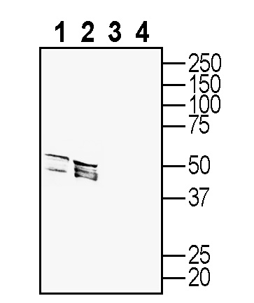 Western blot analysis of rat dorsal root ganglion lysates (lanes 1 and 3) and mouse brain lysates (lanes 2 and 4):
