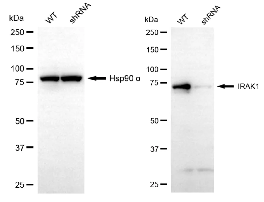 KVAb01562