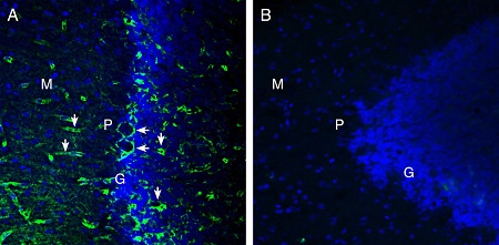 Expression of MERTK in rat cerebellum