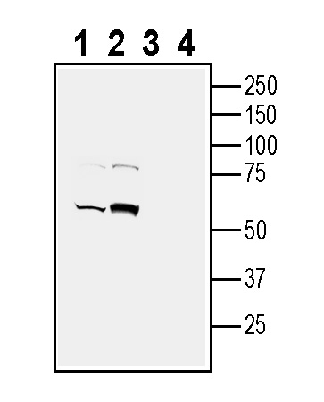 Western blot analysis of mouse liver membranes (lanes 1 and 3) and mouse kidney lysate (lanes 2 and 4):