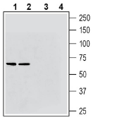 Western blot analysis of rat brain membranes (lanes 1 and 3) and mouse brain membranes (lanes 2 and 4):