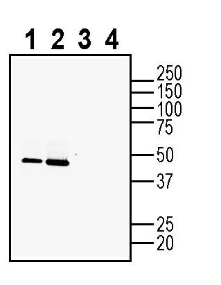 Western blot analysis of mouse brain membranes (lanes 1 and 3) and rat brain membranes (lanes 2 and 4):