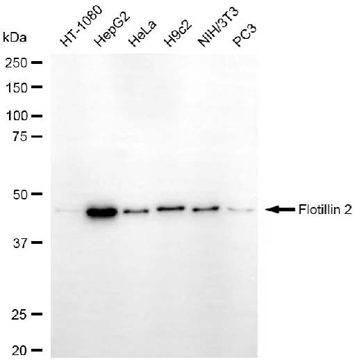 KVAb01614