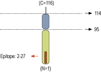 immunogen