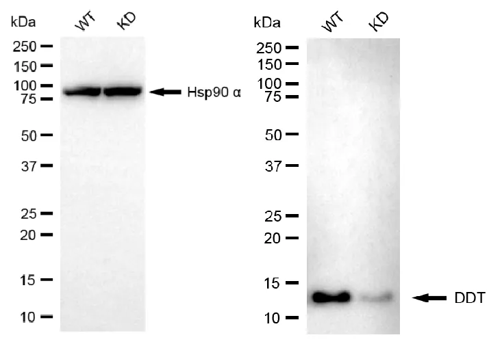 KVAb01153