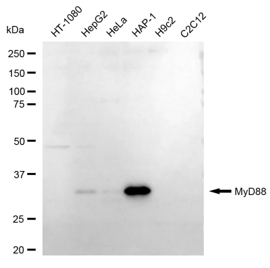 KVAb01009