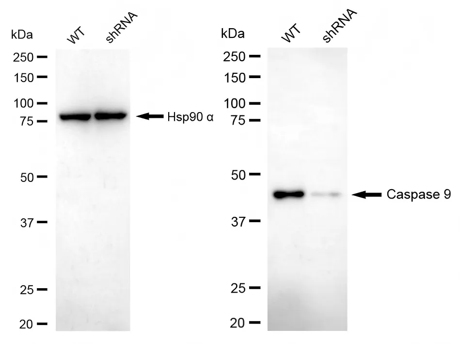 KVAb01935