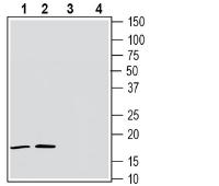 Western blot analysis of rat brain lysate (lanes 1 and 3) and mouse brain lysate (lanes 2 and 4):
