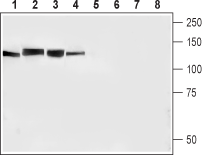 Western blot analysis of mouse brain (lanes 1 and 5), mouse heart (lanes 2 and 6), rat heart (lanes 3 and 7) and human brain neuroblastoma (SH-SY5Y) (lanes 4 and 8) cell lysates: