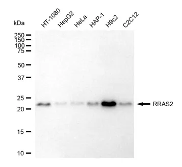 KVAb01865