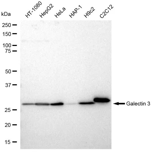 KVAb01757