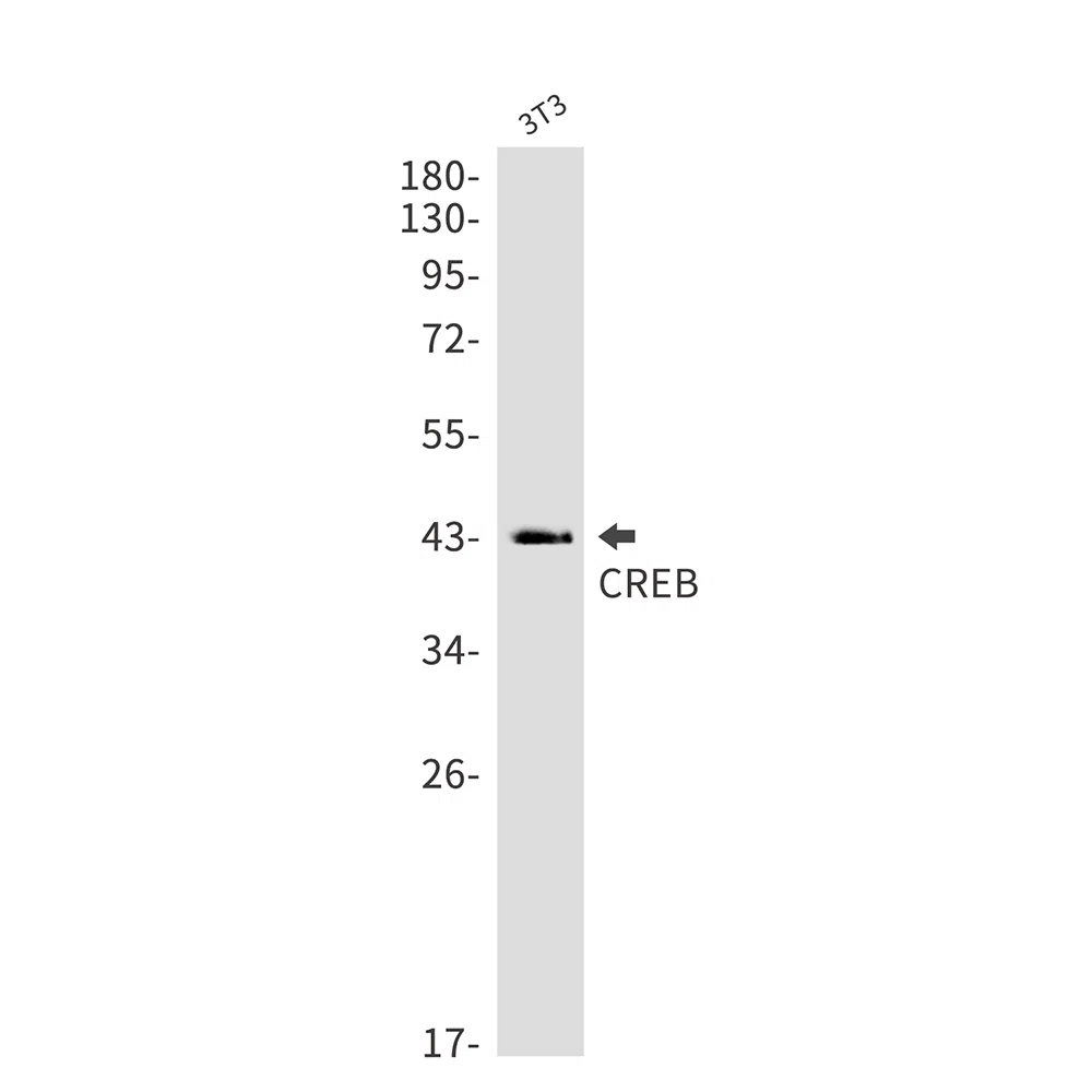 AMRe85455