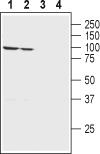 Western blot analysis of rat (lanes 1 and 3) and mouse (lanes 2 and 4) brain membranes: